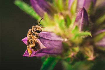 bee on flower