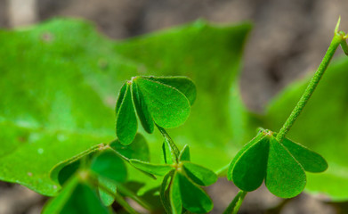 Close-up of beautiful fresh green plant growing in garden