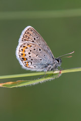 butterfly on leaf
