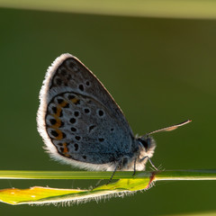 butterfly on leaf
