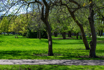Fototapeta na wymiar Green Grass and Trees at Welles Park in Lincoln Square Chicago