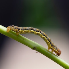 caterpillar on a leaf