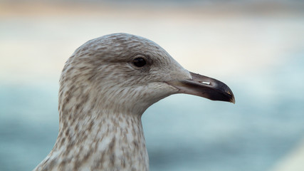 Close up head shot of yound seagull showing brown and white feathers