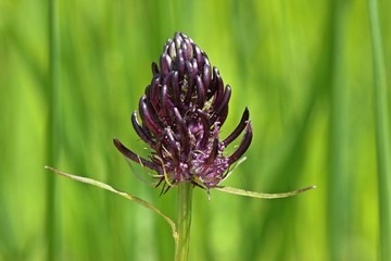 Schwarze Teufelskralle (Phyteuma nigrum)