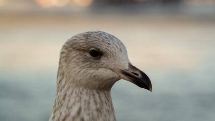 Close up head shot of yound seagull showing brown and white feathers