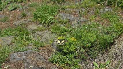 Naklejka na ściany i meble Schwalbenschwanz (Papilio machaon) auf dem Heiligenberg an Zypressen-Wolfsmilch (Euphorbia cyparissias)