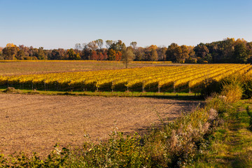 Prealpi Trevigiane in Italy / Vineyards