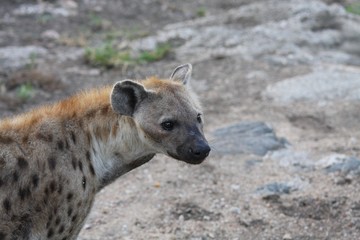 portrait d'une hyène en Afrique du sud