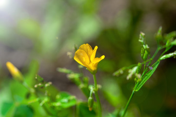Close-up of beautiful spring yellow flower with blurred background, soft light and lens flare in garden
