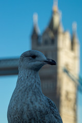 Young Seagull pictured perched on the banks of the thames river in London with tower bridge in the background 