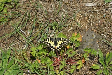 Schwalbenschwanz (Papilio machaon) auf dem Heiligenberg an Storchschnabel