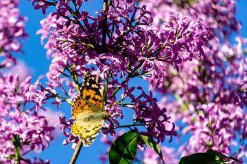 Butterfly (lat. Nymphalis antiopa) from family Nymphalidae sits on purple-pink flowers of lilac Microphylla. Blurred background. Selective focus. Concept of nature of North Caucasus for design.