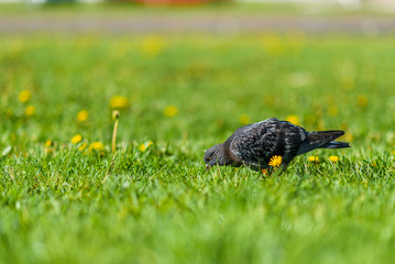 Beautiful pigeons on the grass in the summer in the park.