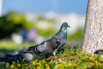 Pigeons under a tree on the grass in the summer in the park.