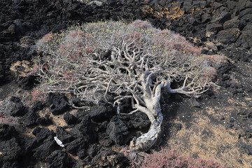 euphorbia balsamifera Lanzarote
