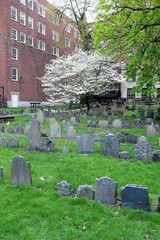 boston, Granary Burying Ground, cemetery, stone, graveyard, grass, grave, old, nature, tree, tomb, ancient, green, death, spring, 