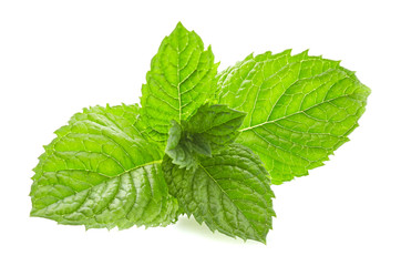 Mint leaves in closeup