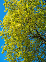 Lush tree leaves against a blue sky