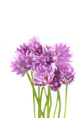close on pretty flowers of chives blooming on white background