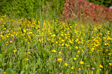 Obraz premium garden