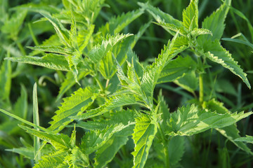 Urtica dioica, common nettle in springtime, alternative medicine, healthy herb