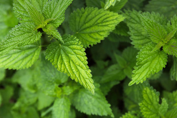 Urtica dioica, common nettle in springtime, alternative medicine, healthy herb
