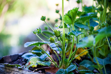 strawberry flowers