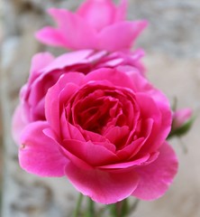 pink rose