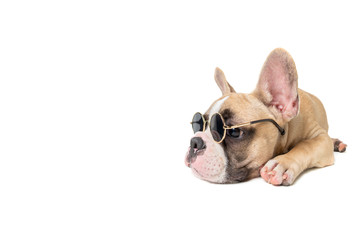 Cute french bulldog wear sunglass and sleep