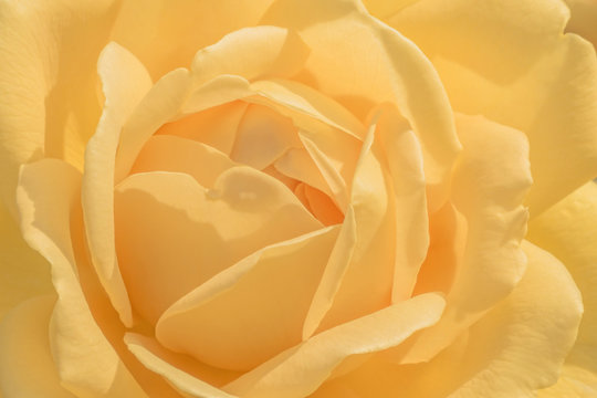 close up of yellow rose flower