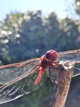 Red dragonfly
