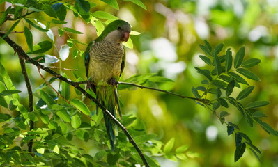 Monk Parakeet Perched On A Tree Branch