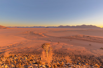 Quiver tree and wide open spaces in the desert
