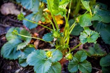 strawberry flowers