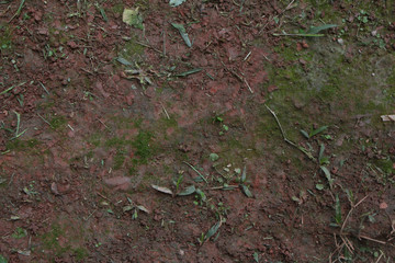 texture of mud with moss
