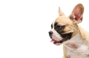 Side view of cute french bulldog isolated