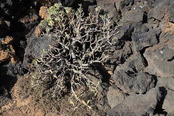 euphorbia balsamifera Lanzarote