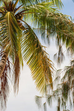 Tropical palm trees on blue sky background, low angle view.