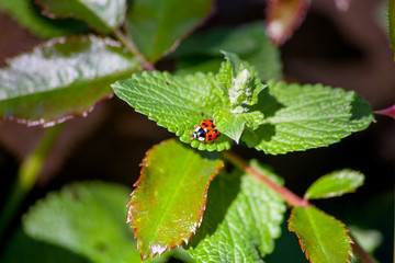 ladybug