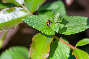 ladybug
