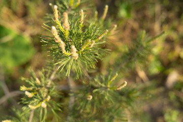 Trees with beautiful leaves at sunset. Selective focus. Blur