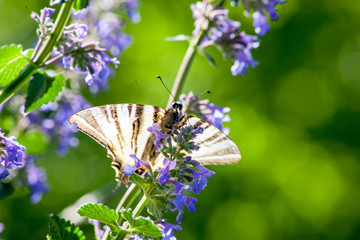butterfly and flowers