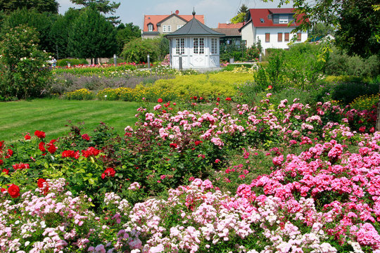 Roses, Rose garden, Bad Langensalza, Thuringia, Germany, Europe