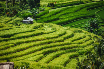 Weltkulturerbe Reisterrassen auf Bali, grüne Felder, dramatischer Himmel