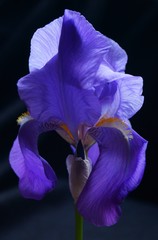 Beautiful flowers - violet iris flower  - Iris germanica