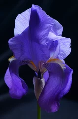  Beautiful flowers - violet iris flower  - Iris germanica © ramona georgescu
