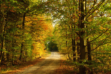Fototapeta na wymiar Waldweg im Herbst mit farbigen Laubbäumen