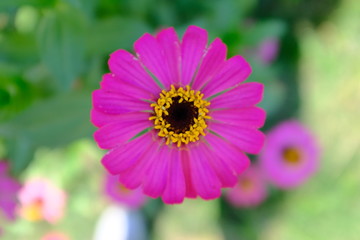 Obraz premium pink flower in the garden