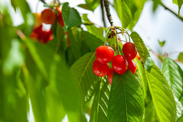 Czerwone czereśnie na drzewie wśród liści © Grzej