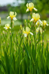 Irys - kwiat roslina ogrodowa - obrazy, fototapety, plakaty